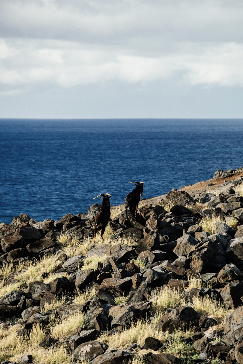 landscape, lava rock, ocean, maui county, mammal, maui, sea, land, pets, 5K, never stop exploring, fujifilm, beauty in nature, cloud - sky, outdoors, blue