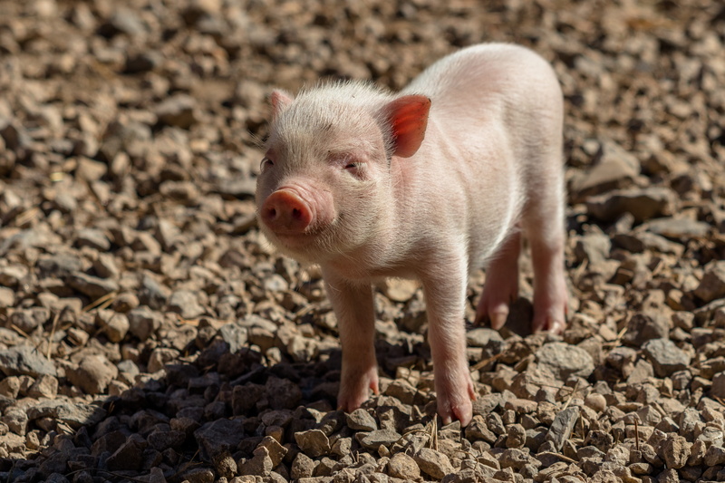 day, animal, domestic, nature, piglet, livestock, domestic animals, sow, no people, animal themes, dirt, domestic pig, pets, standing, one animal, sweet