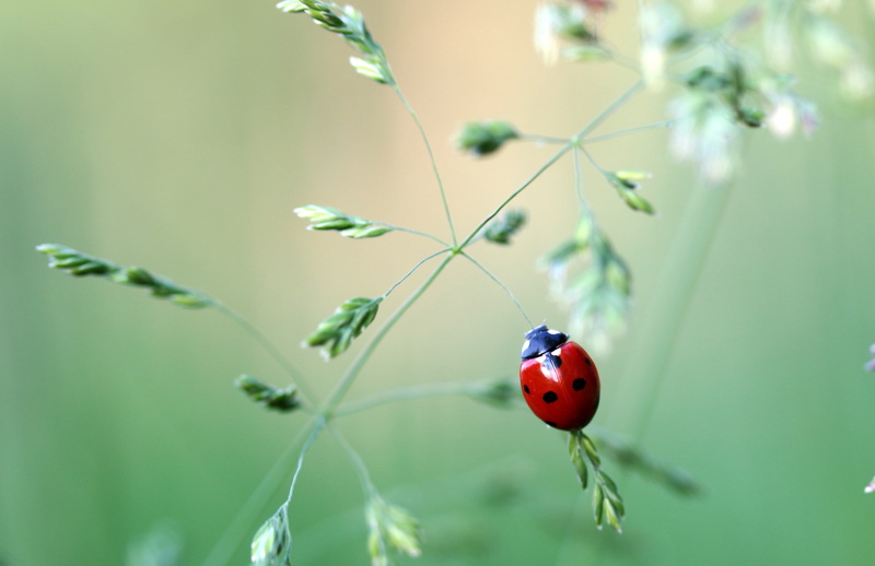2K, spotted, invertebrate, small, animals in the wild, no people, close-up, outdoors, selective focus, ladybird, animal wildlife, blade of grass, animal