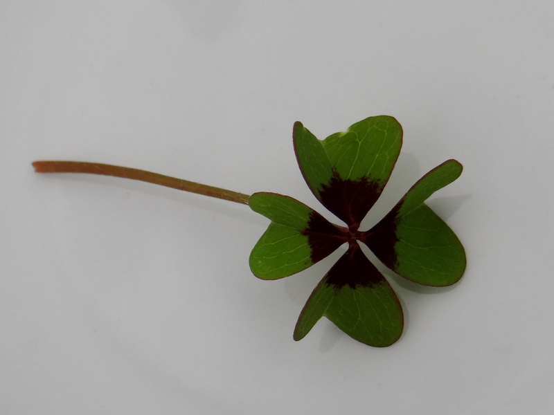 green, clover, indoors, nature, fragility, green color, plant part, directly above, freshness, vulnerability, flowering plant, flower head, 1080P, plant
