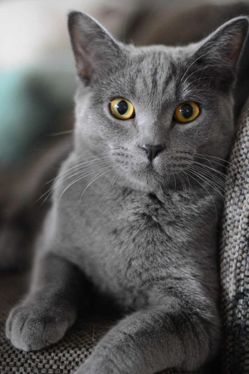 whisker, lucky cat, yellow eyes, portrait, sweet, adidas, attention, british shorthair, cat, dear, cat portrait, cats eyes, 5K, focus on foreground, little cat