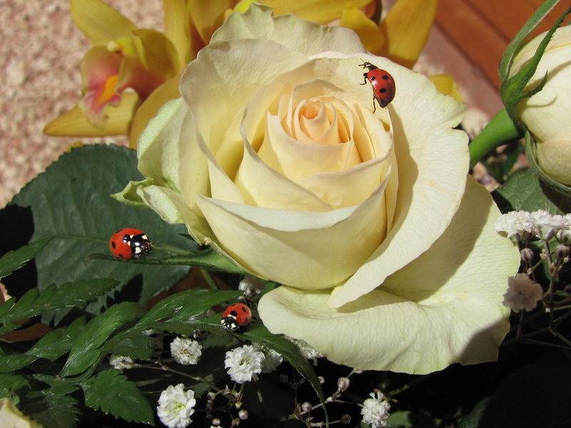 love, plant part, lucky charm, rose - flower, 2K, high angle view, rose, close-up, symbolic, connectedness, plant, vulnerability, flower head, birthday