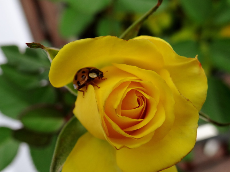 close-up, no people, flowering plant, freshness, fragility, growth, ladybug, macro, purity, yellow, springtime, nature, inflorescence, rose - flower, lucky charm
