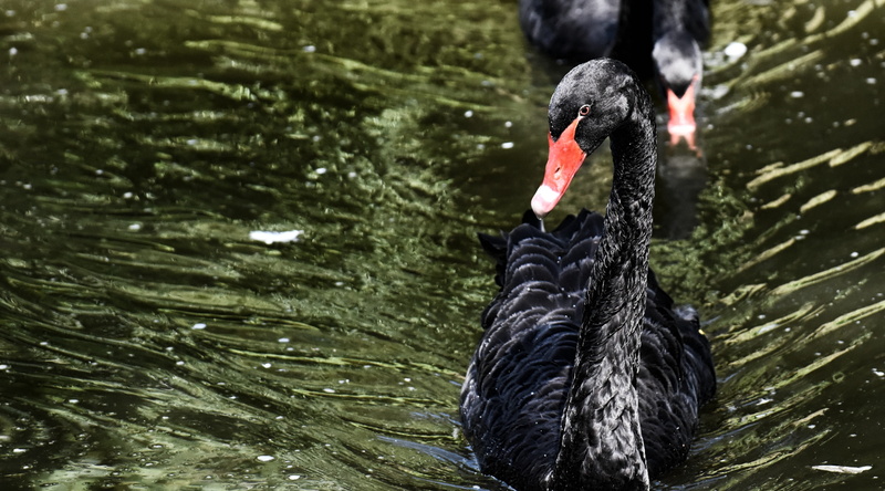 animal, animals in the wild, 4K, water, animal wildlife, nature, swimming, beak, water bird, black swan, red, no people, one animal, outdoors, swan, waters