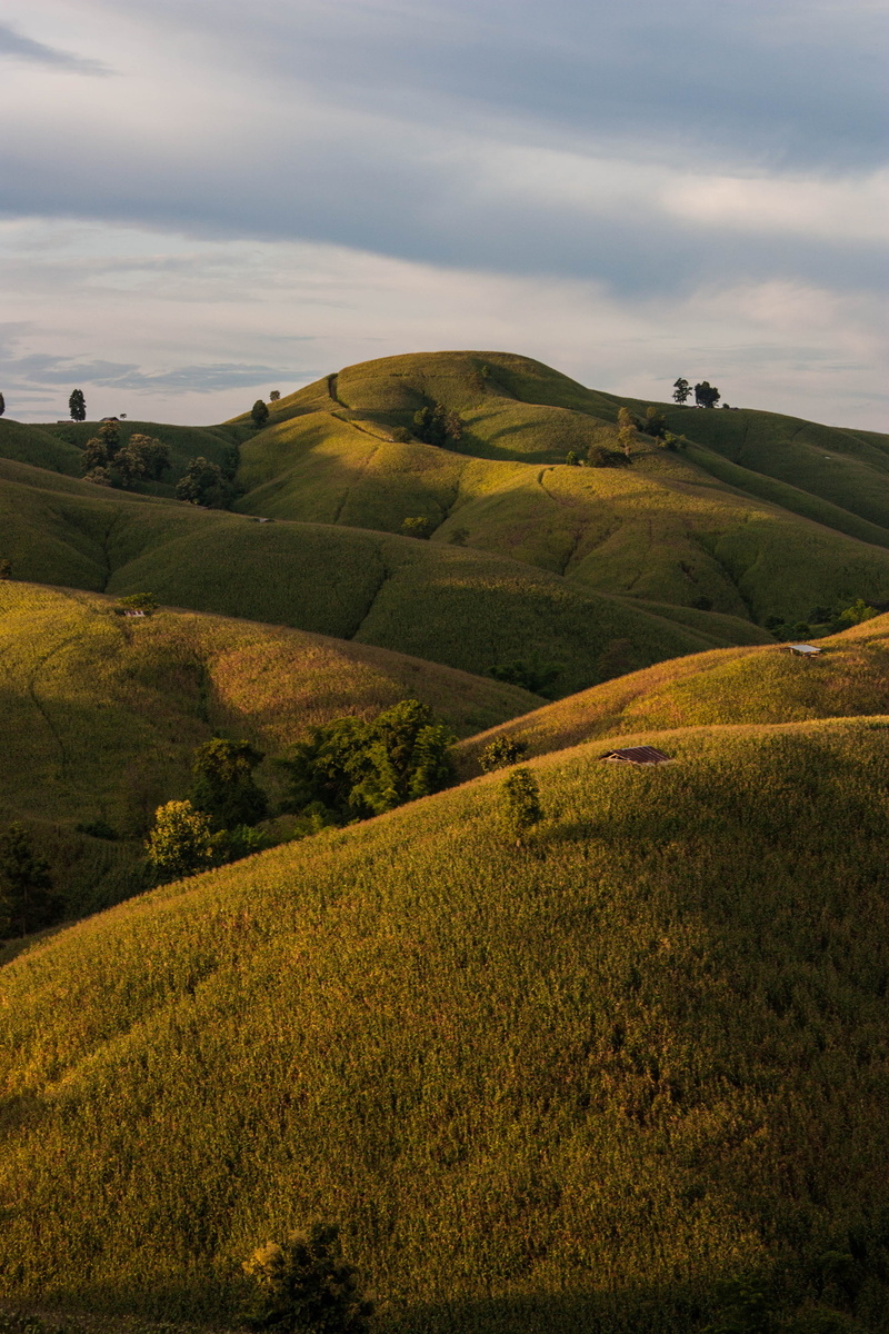 scenics - nature, plant, golden hour, outdoors, before sunset, nature, rural scene, cloud - sky, cover, green color, photography, no people, environment