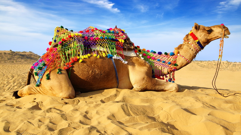 5K, animals, sand, came