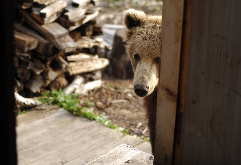 front view, animals in the wild, nose, one animal, mammal, built structure, visit, animal themes, house, outdoors, architecture, animal wildlife, domestic animals