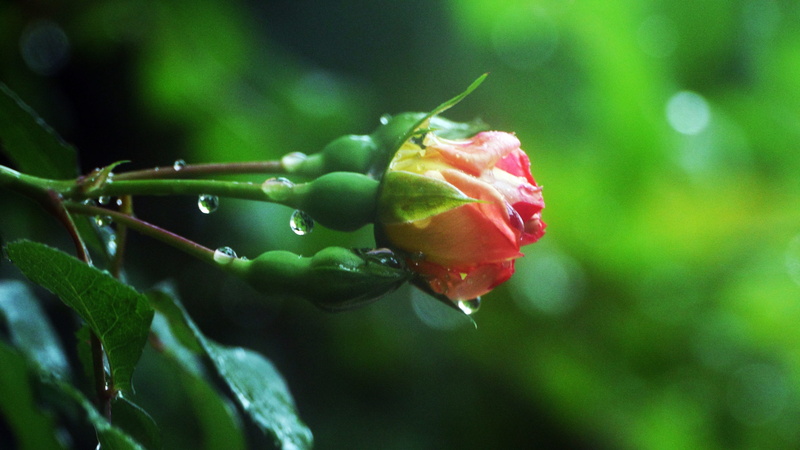 4K, rain, red, growth, plant, this type, rose - flower, plant part, red roses, fruit, nature, close-up, dew, garden, leaf, freshness, outdoors, drop, rose