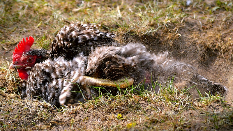 domestic, no people, animal wildlife, running, deep endspannt, nature, head, grass, eyes, pets, mammal, vertebrate, one animal, 2K, animals, chicken, laying hens