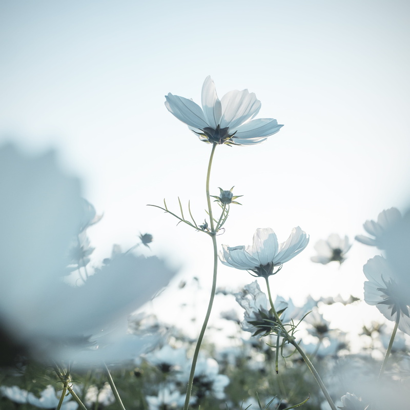 Beautiful, elegance, dream, daytime, detail, 花園, plant, daisy, atmosphere, wonderful, politeness, grace, cute, backlighting, outdoors, meadow, unique, photography