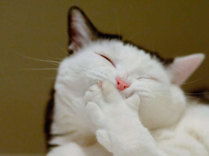 smile, 1080P, laughing, adorable, kitty, loud, animals, kitten, happy, cute, funny