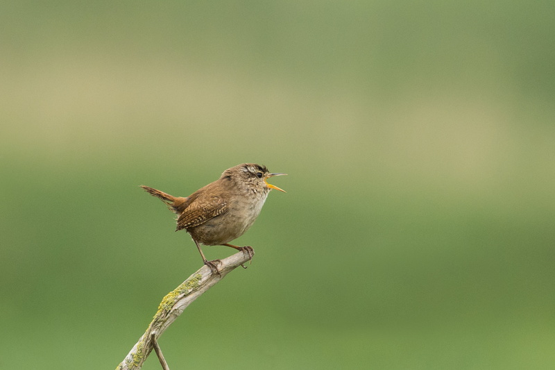 brown, Warrington, animal, selective focus, selective, beak, tree, feather, loud, voice, bird Watching, brown bird, bird, 5K, photography, wildlife, small