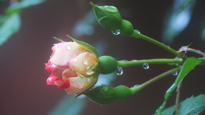 focus on foreground, growth, no people, close-up, vulnerability, petal, nature, springtime, this type, outdoors, pink color, day, drop, dew, green color