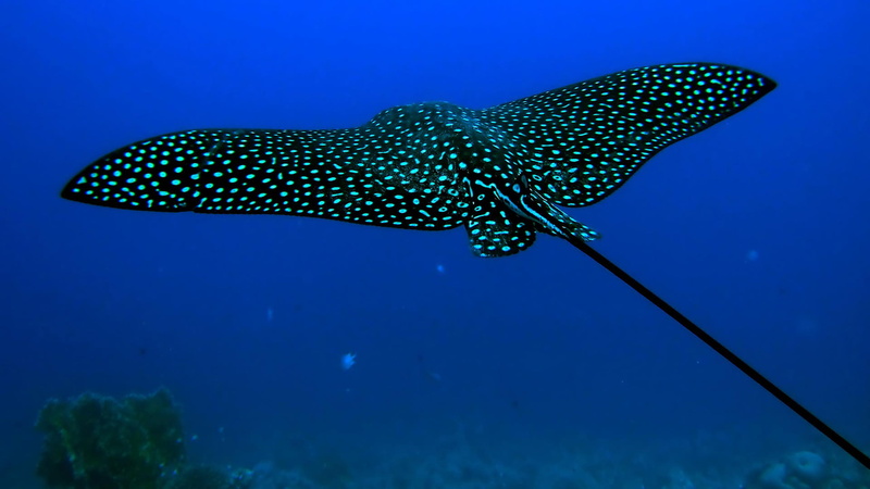 bright, sunny, animal themes, weather, vertebrate, travel, color, cloud, underwater, day, sea life, atmosphere, gar, animals in the wild, blue, azure