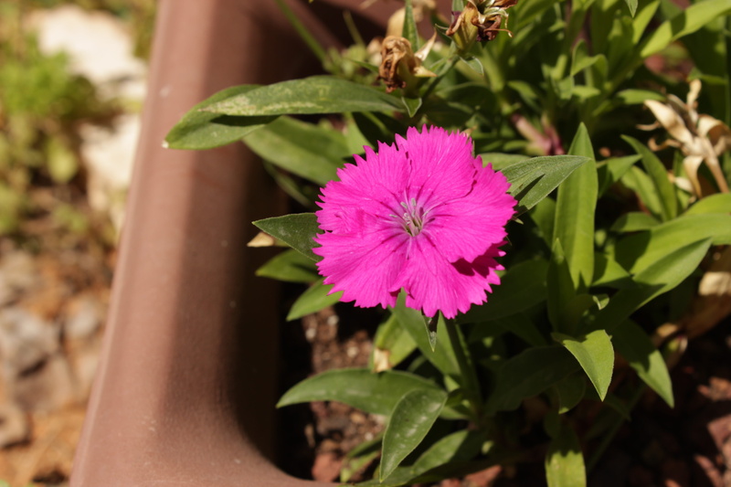 flower, flower head, Nature, fresh, plant, vulnerability, pollination, no people, 5K, day, purple, beauty in nature, outdoors, pollen, Leaf, green, growth