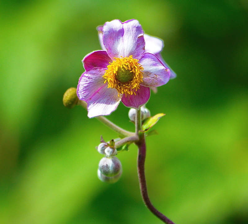 focus on foreground, field, fauna, day, botany, colourful, fall, freshness, countryside, blossom, inflorescence, 2K, pollination, vulnerability, petal