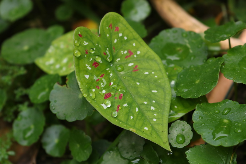 gar, freshness, beauty in nature, close-up, ecology, high angle view, floral, plant, 5K, water, green color, rainy season, dew, nature, drop, growth, leaves