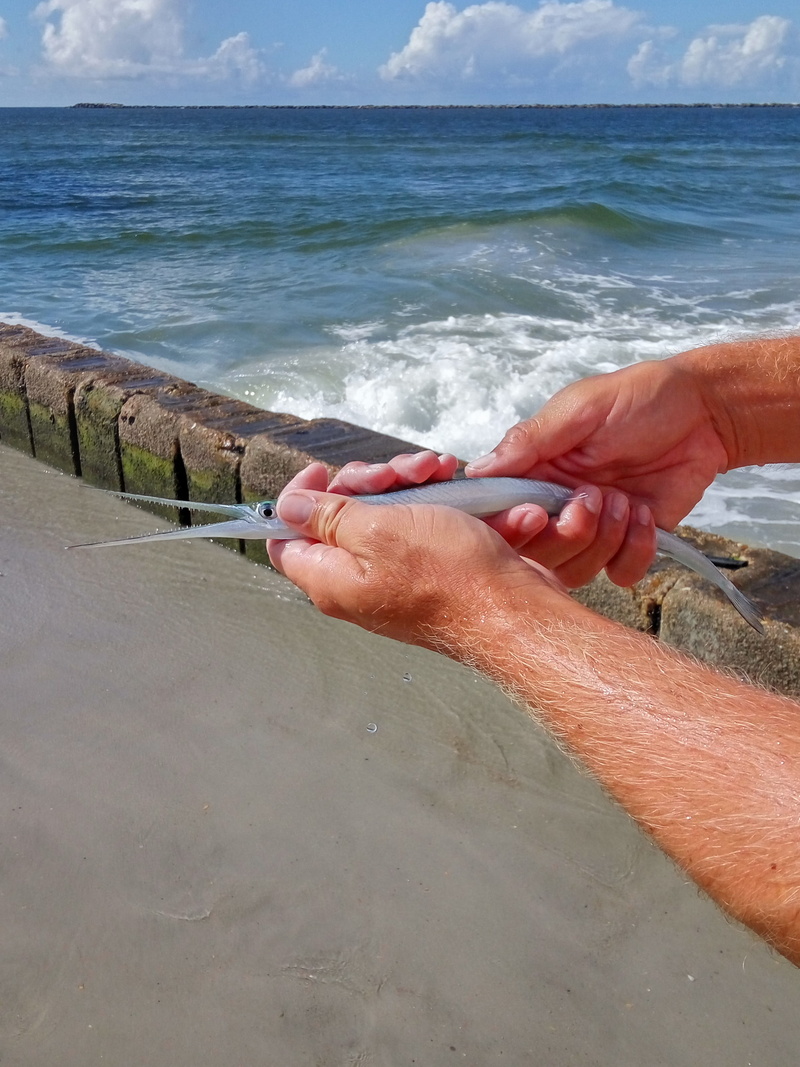 horizon over water, nature, Fishing, sand, lifestyles, real people, body part, Fish, Sea, day, finger, human hand, Garfish, wave, Gar, beach, horizon, one person