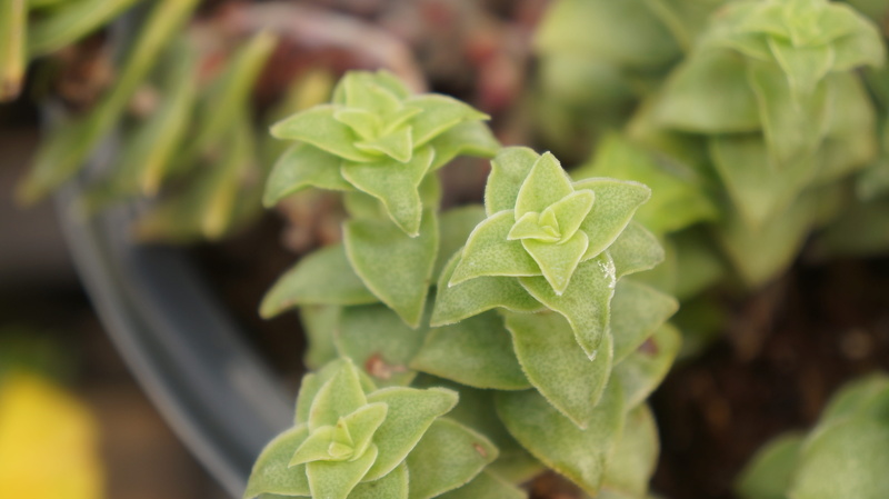 5K, day, succulent, garden, vegetable, herb, close-up, healthy eating, beauty in nature, nature, plant, growth, succulents, no people, agriculture, gar