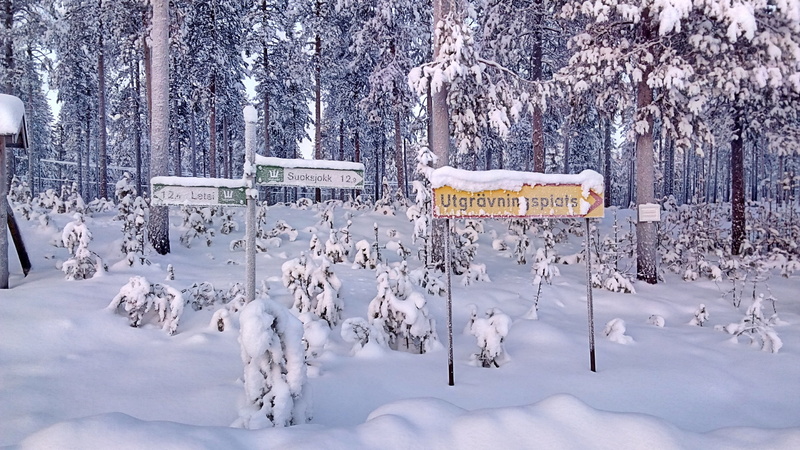 beauty in nature, lapland, day, pine tree, snowing, blizzard, sign, scenics - nature, plant, environment, winter, landscape, wintry, snowy, tranquility