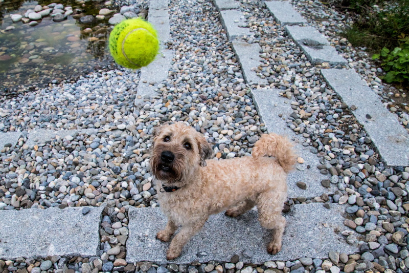 small, ball, fun, go walkies, 4K, play, terrier, nature, playing, pet, domestic, tennis, stone - object, canine, one animal, cute, domestic animals, no people