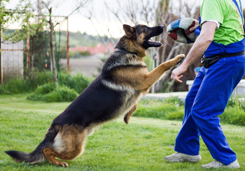 dog, attention, loyalty, mammal, men, game, Animal, eb, Dogs, outdoors, one animal, grass, ear, German Shepherd, friendship, domestic, adult, domestic animals