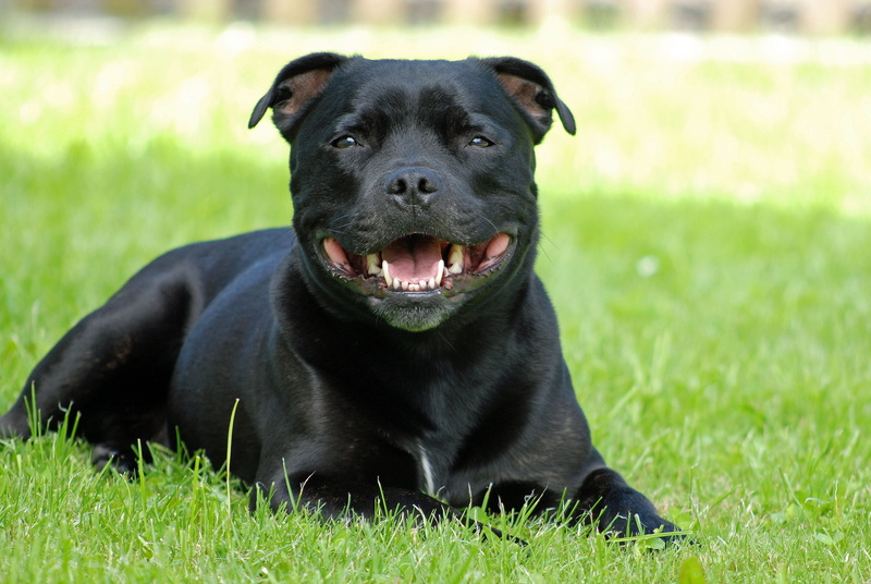 mammal, pets, staffordshire-bull-terrier, purebred dog, black color, dog, looking at camera, portrait, lying down, canine, vertebrate, 4K, attention, no people