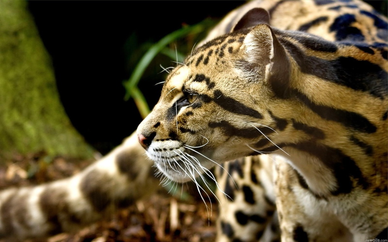 s, 1080P, Cheetah, Attention