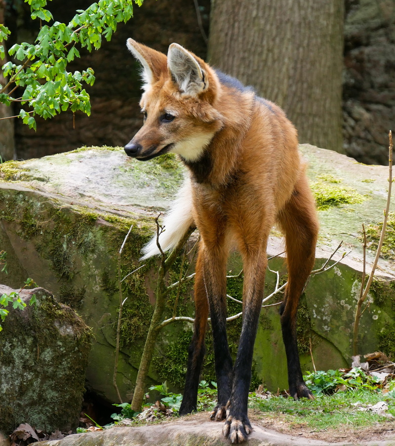 animal wildlife, animals in the wild, no people, canine, 2K, pets, slim, gray, outdoors, front, one animal, predator, attention, plant, land, nature, wolf