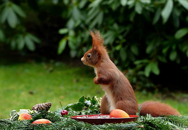plate, no people, animal wildlife, garden, meal, attention, eating, fruits, sciurus vulgaris major, eat, nut, winter, vertebrate, animals in the wild, plant
