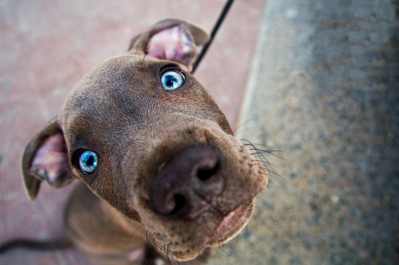 animal, photography, 1080P, puppy, pretty, attention, cute, blue, animals, eyes