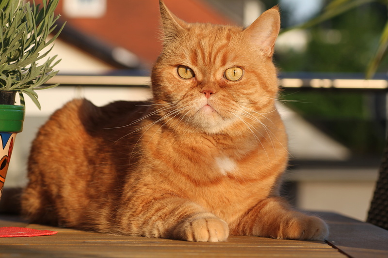 whisker, short hair, one animal, mammal, portrait, cats eyes, looking at camera, feline, fur, attention, cat face, cat, eyes, domestic cat, animal, vertebrate