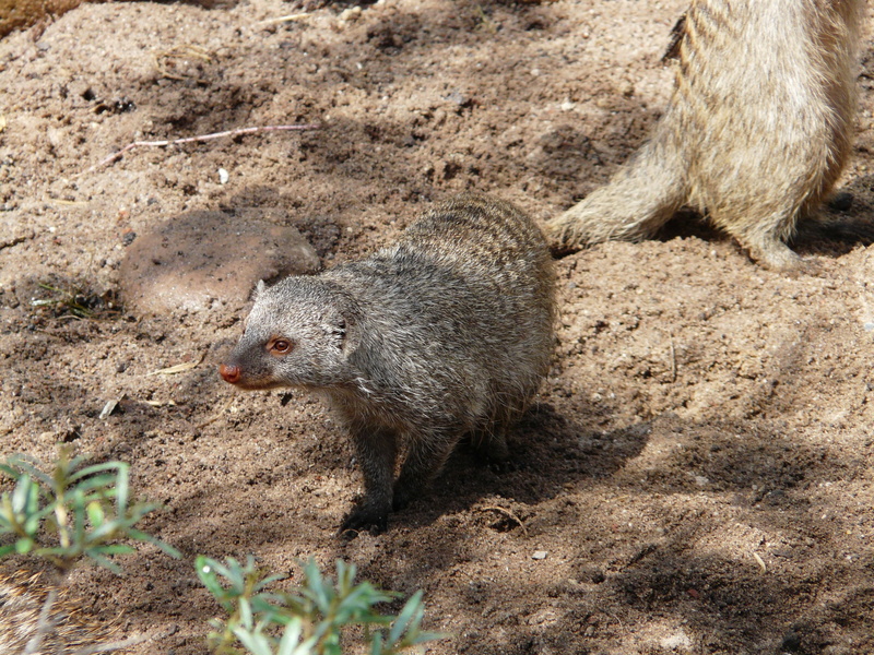 rodent, mungos mungo, high angle view, curious, animal, rat, day, one animal, animal themes, attention, banded mongoose, no people, animals in the wild