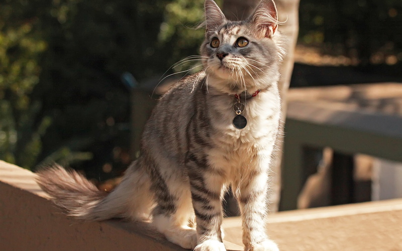 Attention, 1080P, Cute, Street, collar, Cat