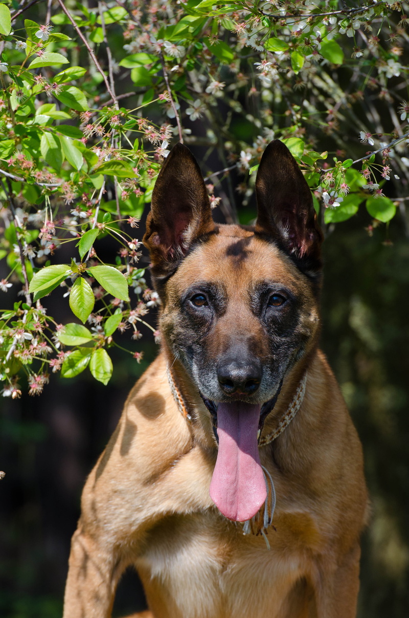 sticking out tongue, 4K, canine, Portrait, domestic animals, mouth open, day, domestic, outdoors, pets, focus on foreground, facial expression, dog, friendly