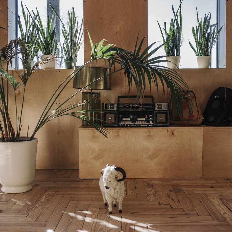 2K, house, urban, home interior, growth, downtown, pets, houseplant, household, domestic animals, canine, antique, photography, flooring, city, animal
