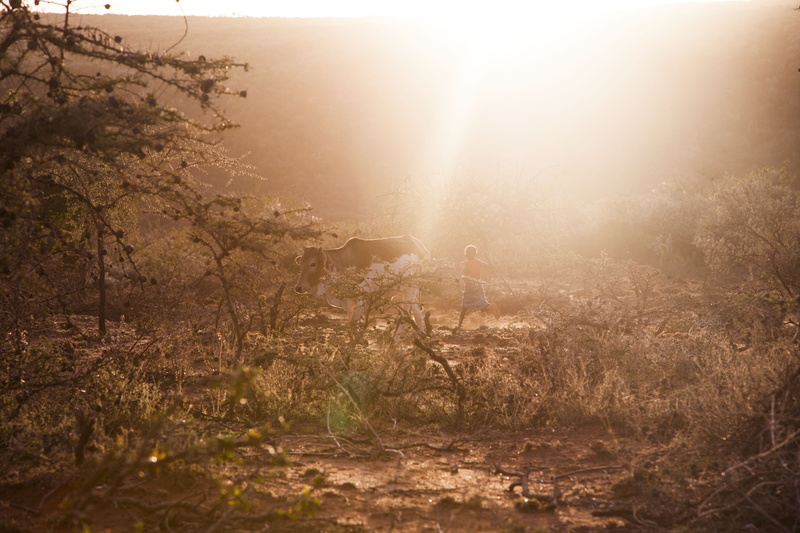 day, playing, outdoors, environment, grass, cow, haze, nature, sunbeam, light, chasing, 5K, kid, forest, foggy, photo, solitude, sun, one person, scenic