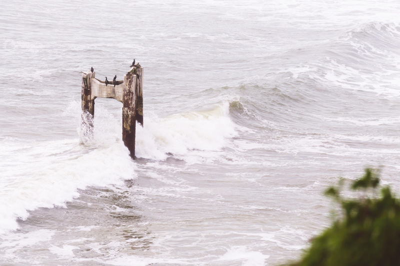 flowing water, beach, birds, tranquility, pacific ocean, adventure, splashing, wooden post, surf, outdoors, davenport, day, scenics - nature, bush, aquatic sport