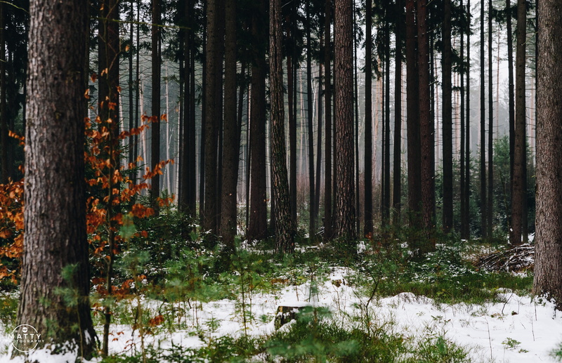 atmospheric, dramatic, nature, day, tree, lighting, forest, no people, moody landscape, tranquil scene, misty, morning, grass, outdoors, woods, growth
