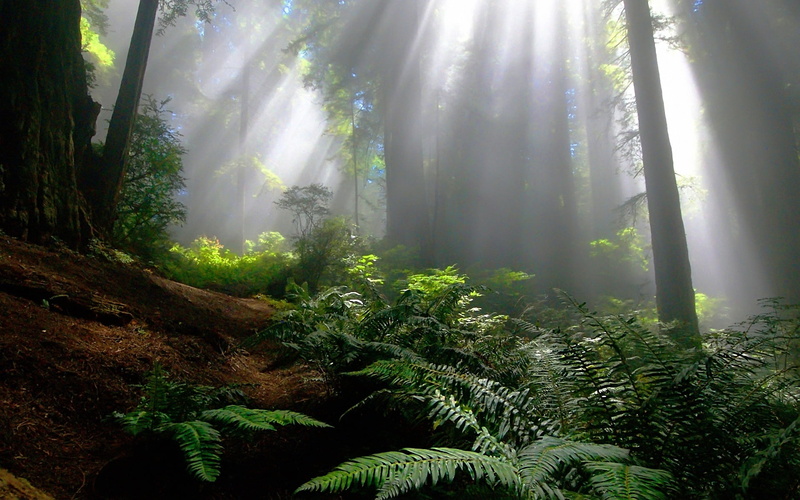 beauty In Nature, nature, wilderness Area, plant, tree trunk, green, non-urban scene, morning, sunbeam, landscape, rainforest, tree, 1080P, magic, moss