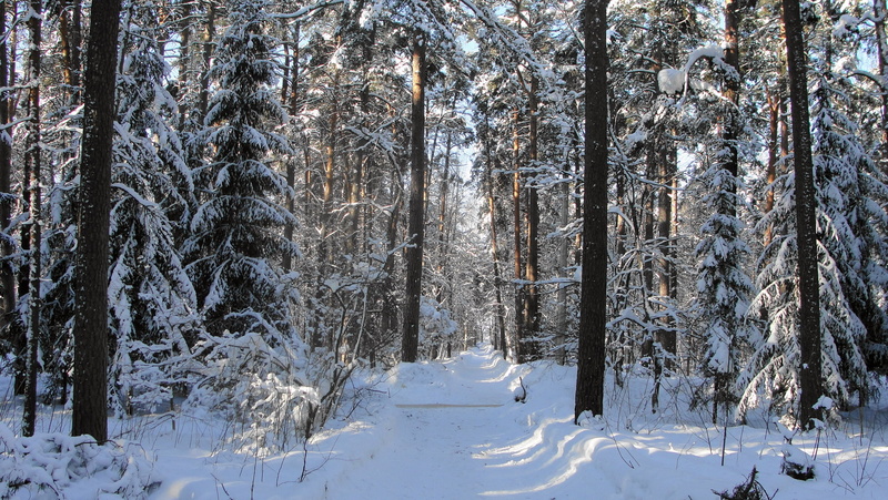 non-Urban Scene, snowing, land, rural Scene, snowcapped mountain, 1080P, tree, morning, tree trunk, spruce Tree, weather, nature, pine, gleams, tranquility