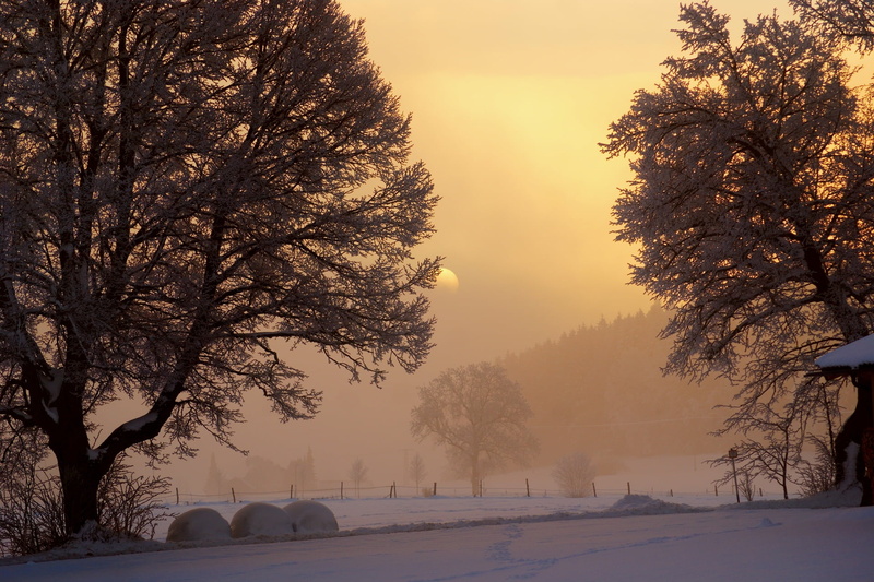 yard, sunlight, tree, green, ice, dusk, dawn, sunset, gleam, plant, tranquil Scene, sunrise - Dawn, tranquility, nature, cold - Temperature, scenics - nature