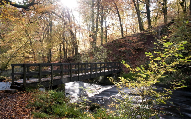 green, autumn, flowing, landscape, sunlight, water, day, color Image, tranquility, october, footpath, stream - flowing water, scenics - nature, rock - Object