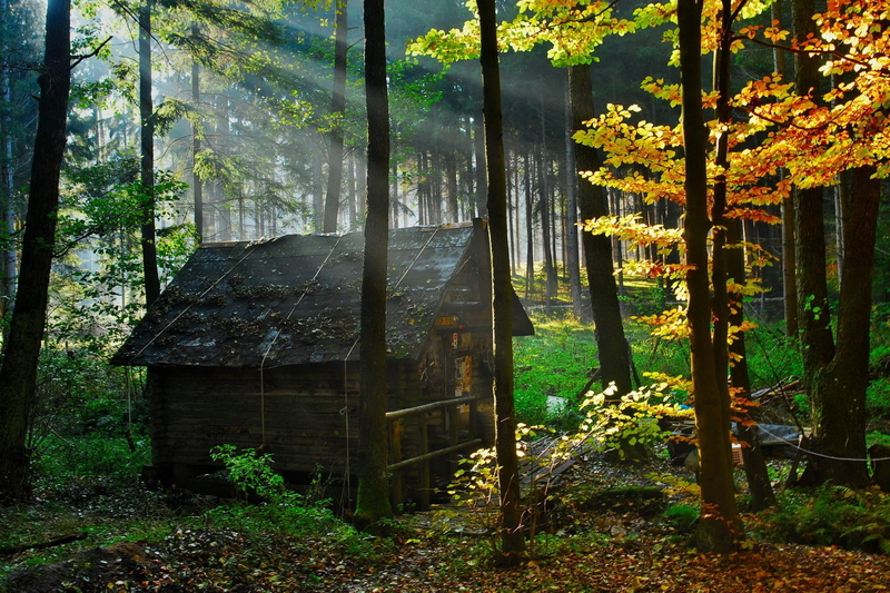 non-Urban Scene, leaf, rural Scene, sunbeam, window, green Color, wooden, morning, brown, built structure, leaves, tranquility, tranquil Scene, growth
