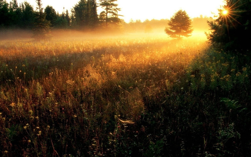 no People, meadow, environment, freshness, summer, strips, nature, herbs, field, tranquil Scene, multi Colored, scenics - nature, sky, yellow, growth, gleams