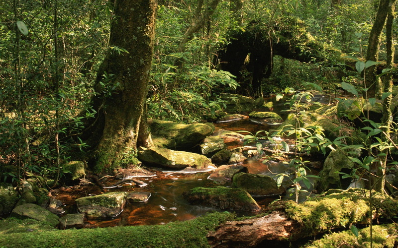 flowing, fern, tranquil Scene, bush, moss, tree, uncultivated, wet, stone - Object, tropical Rainforest, nature, waterfall, lush Foliage, plants, color Image