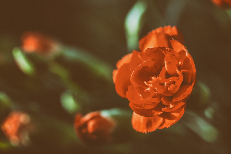 love, roses, focus on foreground, leaf, beauty In Nature, red, Close-up shot, captured, nature, 4K, outdoors, shot, close, England, selective focus, natural