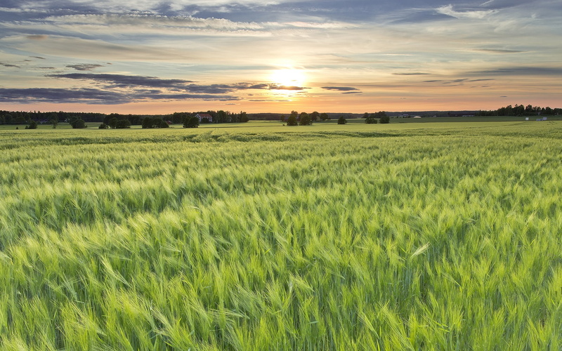1080P, Evening, Sweden, field, Sun, grass, green, Barley, Fields, Sunset