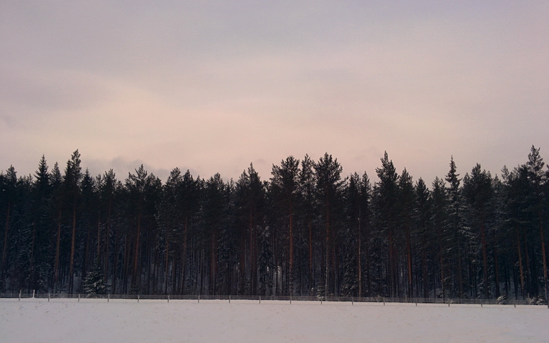 tranquility, winter, pine woodland, beauty in nature, Sundvall, environment, nature, tree, Sweden, coniferous tree, snow, non-urban scene, tranquil scene