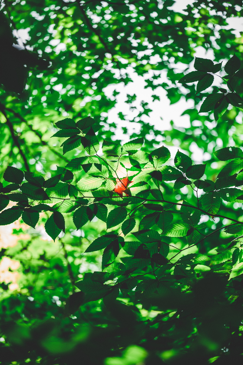 green color, focus on foreground, no people, fragility, freshness, selective focus, red, fuji, plant part, leaf, fuji x-h1, growth, insect, canada, close-up